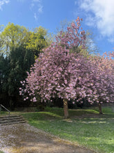Load image into Gallery viewer, Pilates & Lattes Mini Retreat Saturday 15th August at The Orangery