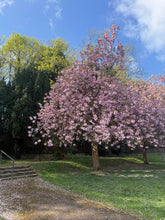 Load image into Gallery viewer, Pilates &amp; Lattes Mini Retreat Saturday 15th August at The Orangery
